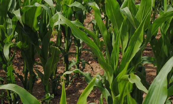 Maize plant at the early stages of growth. 
